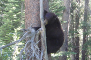 Bear in Washoe Meadows State Park