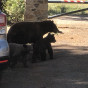 The Bears are Busy!